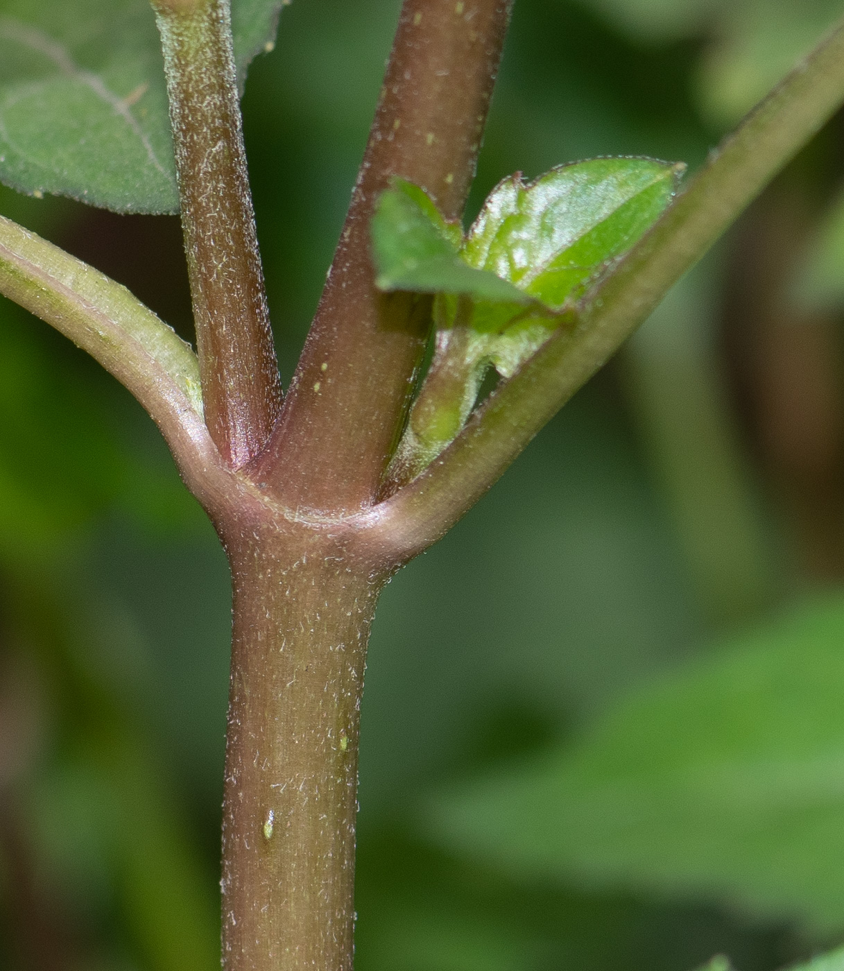 Image of Acmella ciliata specimen.