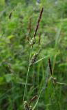 Carex tomentosa