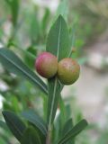 Salix elbursensis. Лист с галлами Euura sp. (вид снизу). Краснодарский край, окр. г. Новороссийск, хр. Маркотх, берег ручья. 31.05.2020.