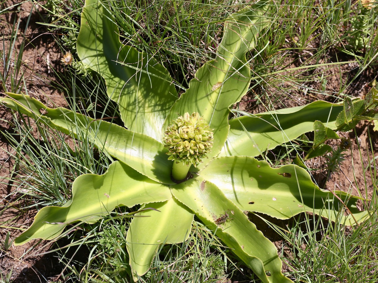 Изображение особи Eucomis autumnalis.