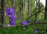 Campanula persicifolia. Верхушки цветущих растений с кормящейся мухой. Карелия, Лахденпохский р-н, окр. пос. Ихала, на краю дороги в смешанном лесу. 20.07.2020.