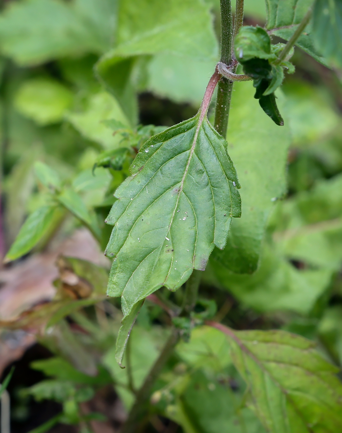 Изображение особи Galeopsis ladanum.