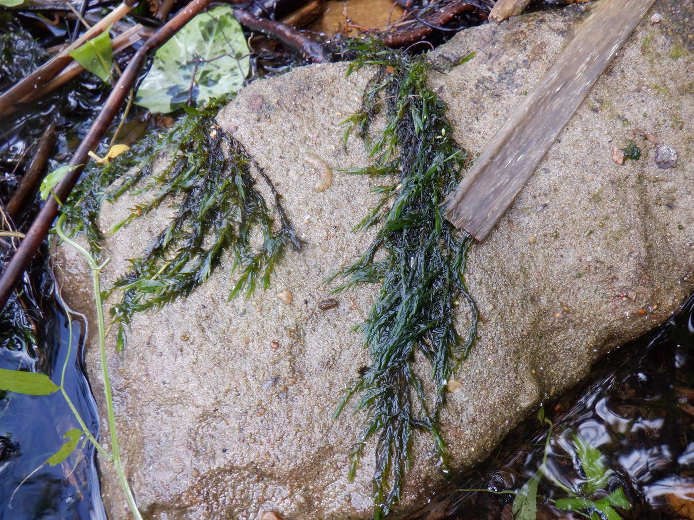 Image of genus Fontinalis specimen.