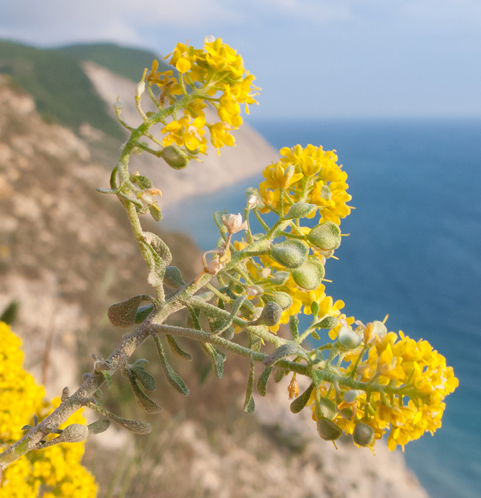 Изображение особи Odontarrhena obtusifolia.