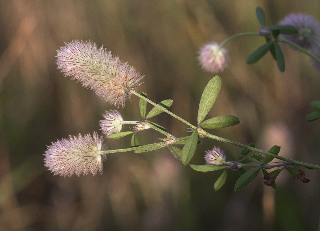 Image of Trifolium arvense specimen.