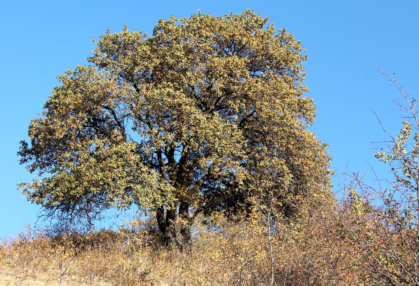 Изображение особи Crataegus pontica.