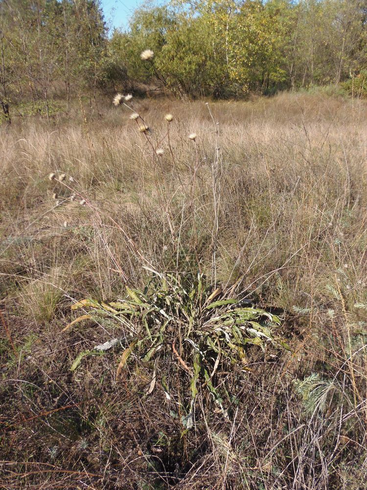 Изображение особи Jurinea pseudocyanoides.