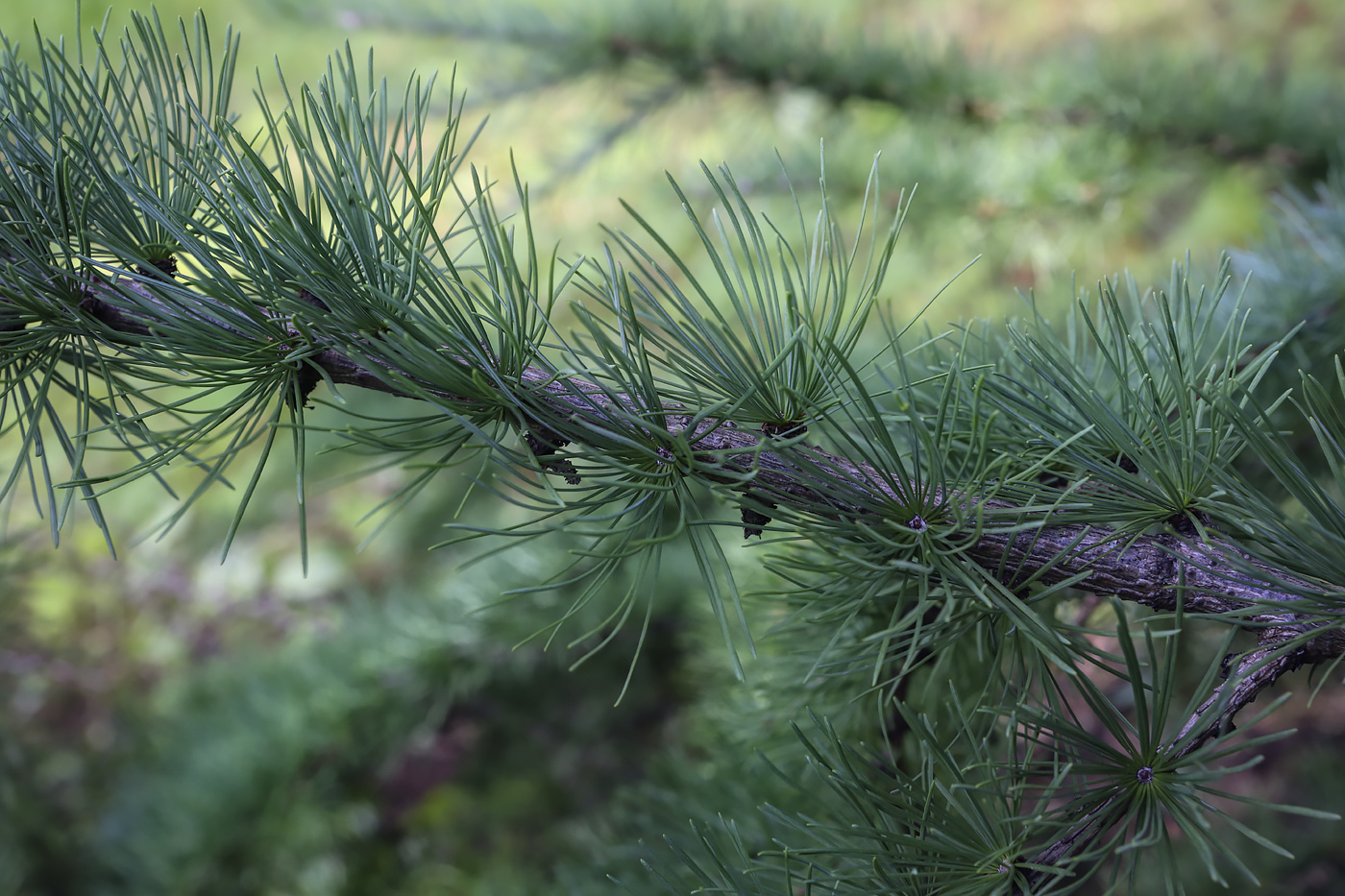 Image of Larix kaempferi specimen.