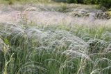 Stipa lessingiana. Цветущие растения. Саратовская обл., Хвалынский р-н, окр. пос. Алексеевка, р-н придорожной гостиницы \"Сказка\"; отроги Хвалынских меловых гор, степь. 29.05.2019.