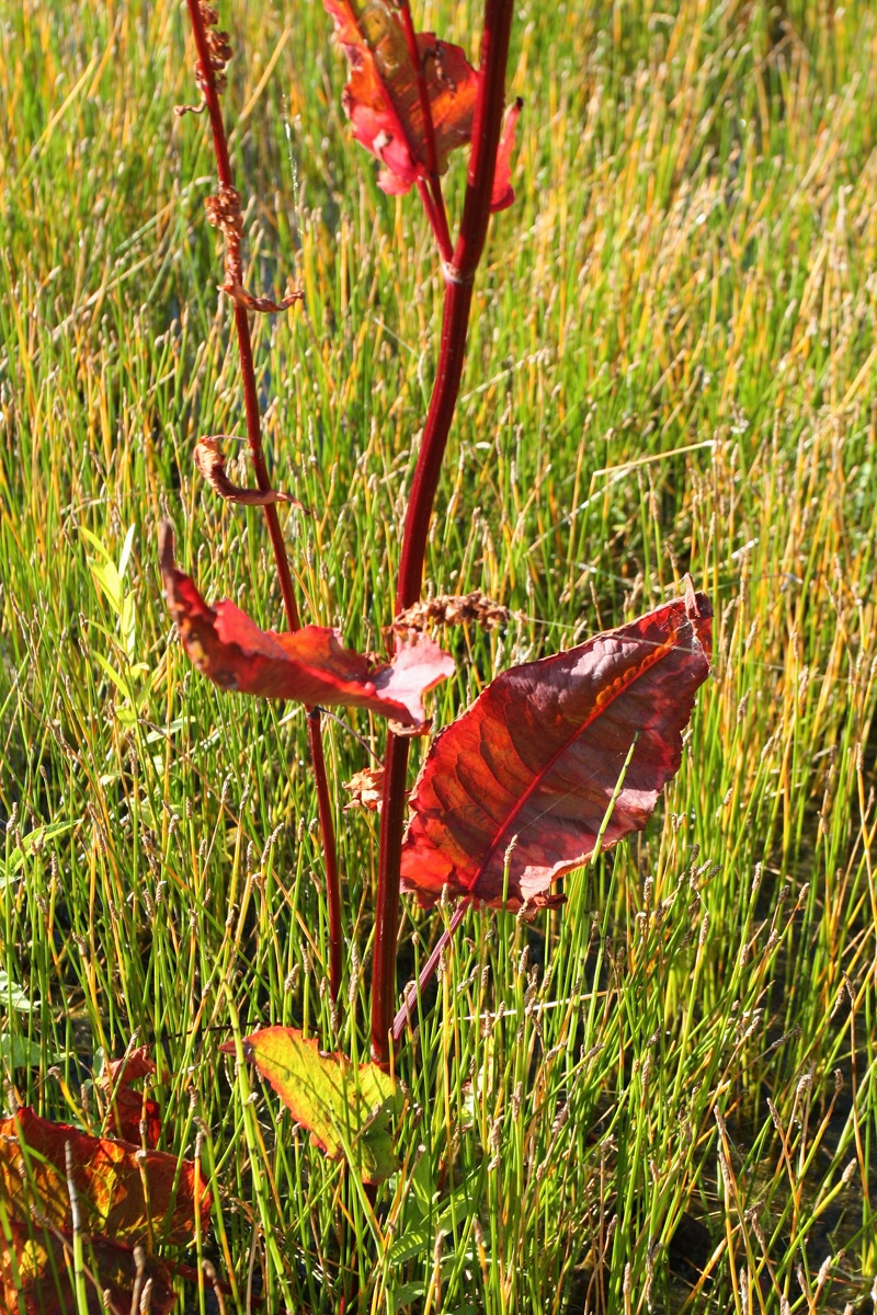 Image of Rumex aquaticus specimen.