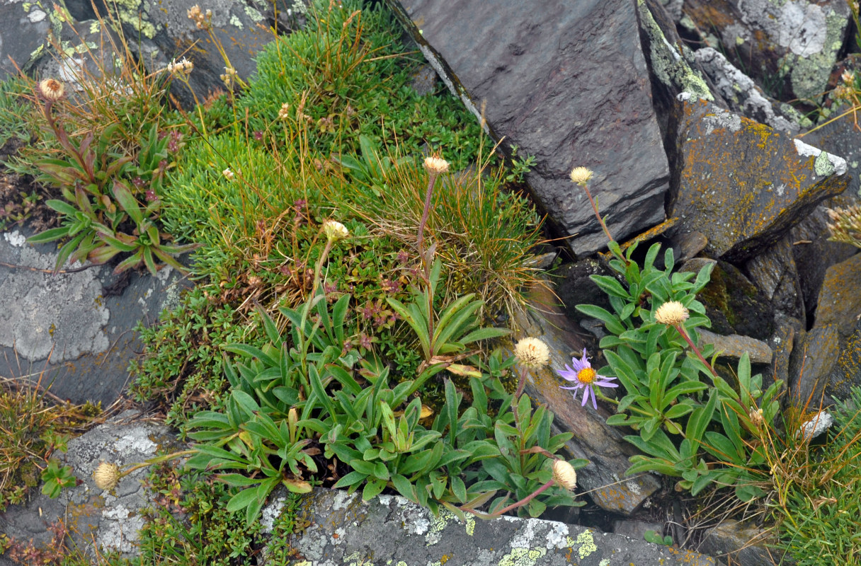 Изображение особи Aster alpinus.