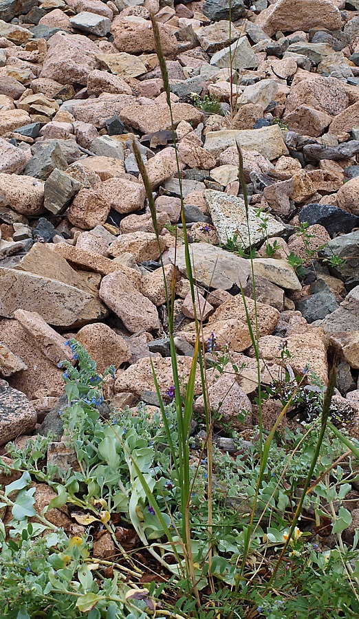 Image of genus Elymus specimen.