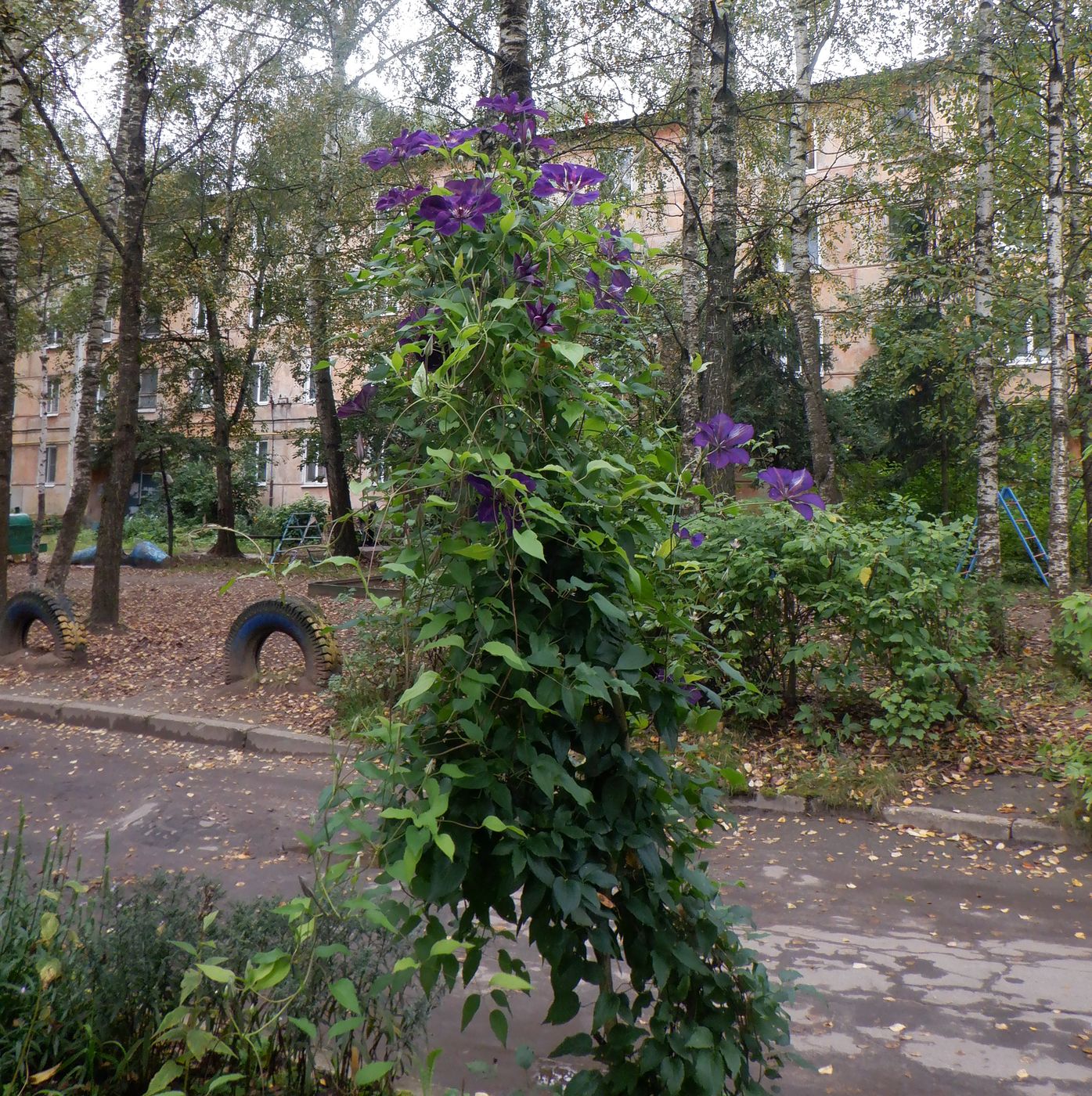 Image of Clematis &times; jackmanii specimen.