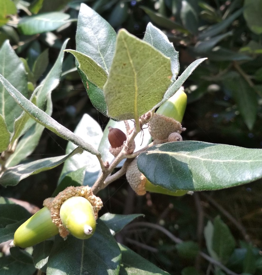 Изображение особи Quercus ilex.