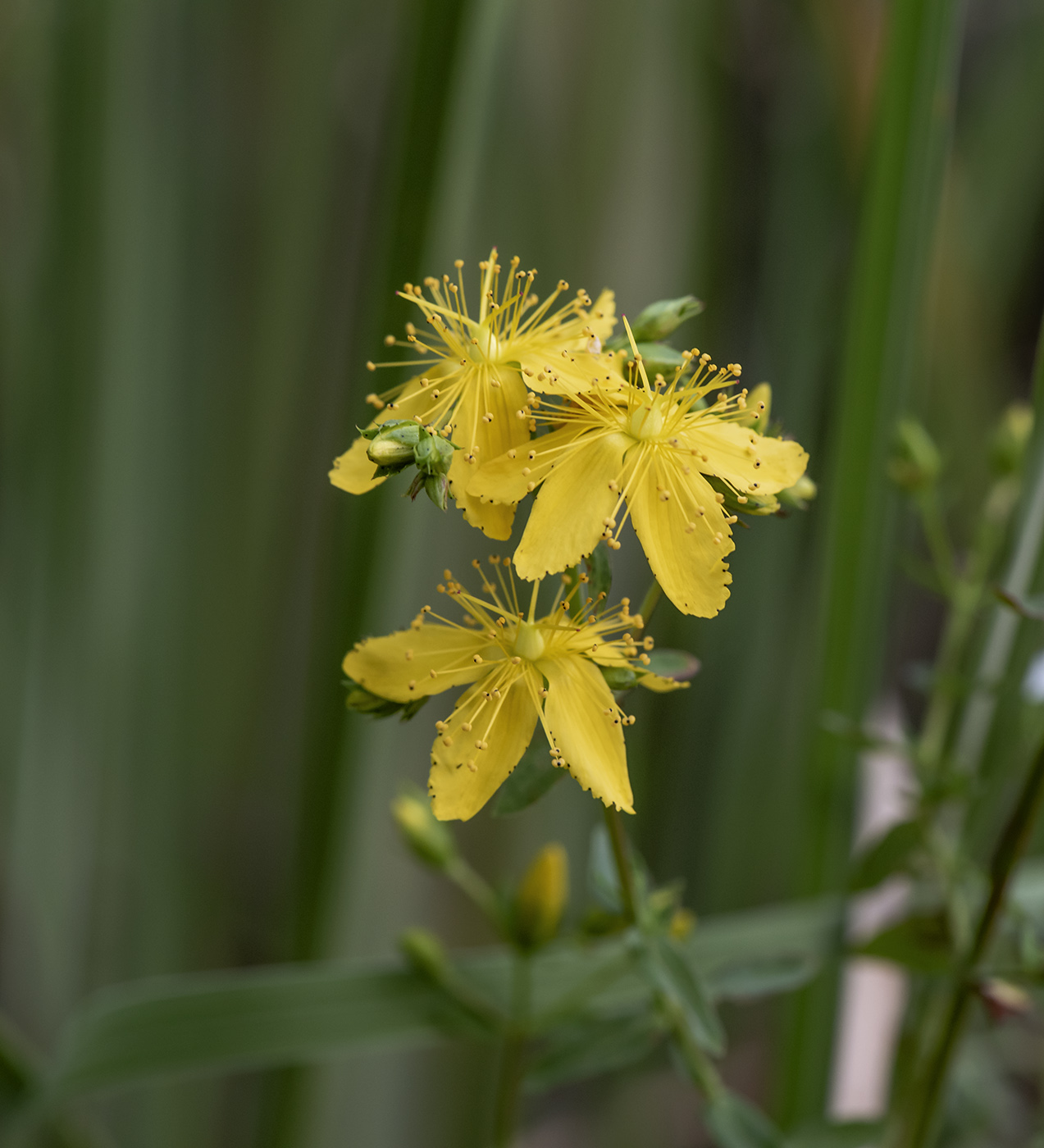 Image of Hypericum perforatum specimen.