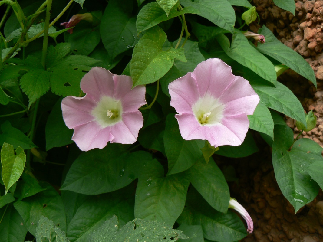 Изображение особи Calystegia inflata.