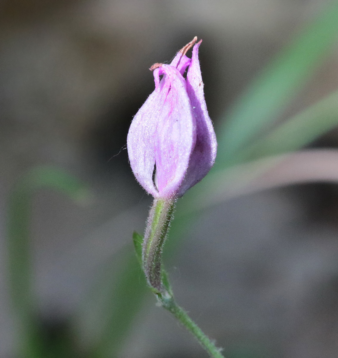 Изображение особи Cephalanthera rubra.