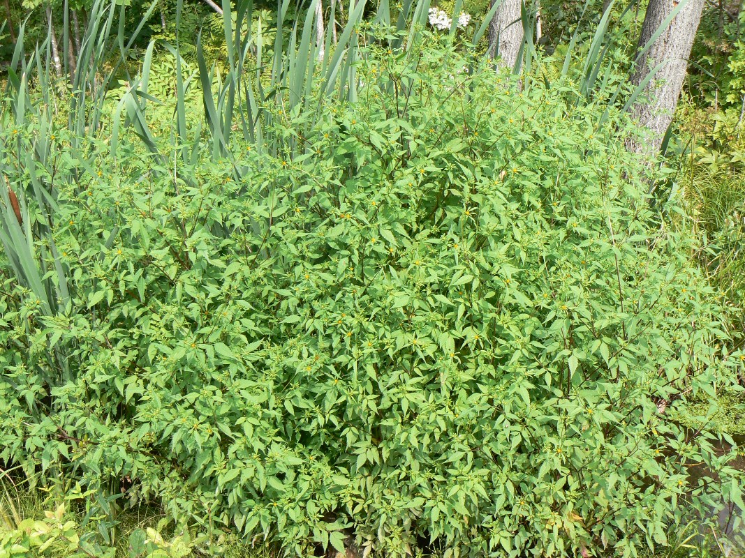 Image of Bidens frondosa specimen.