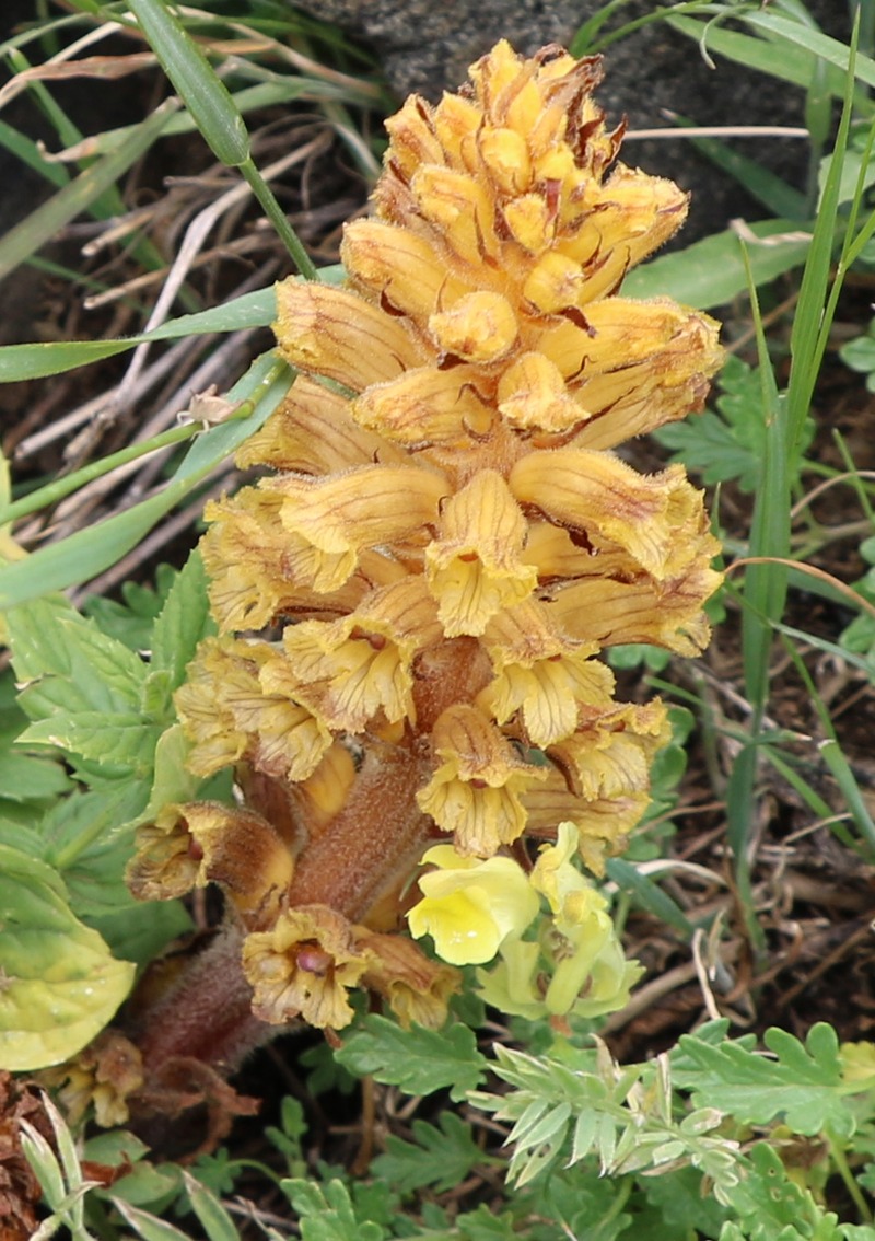 Изображение особи Orobanche colorata.