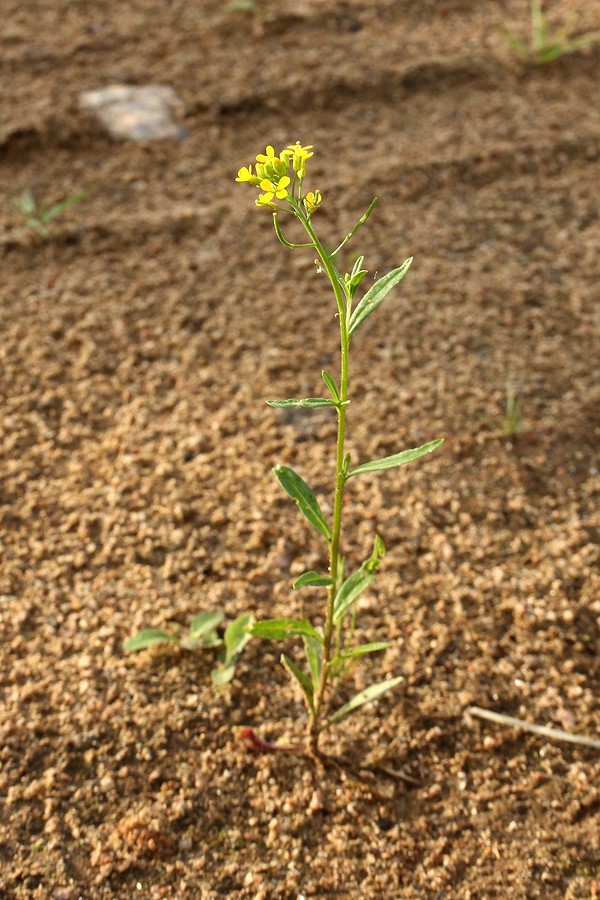 Image of Erysimum cheiranthoides specimen.