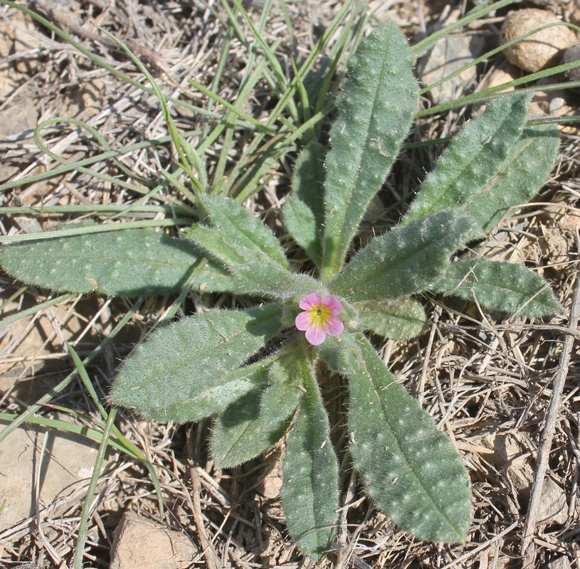 Image of Nonea caspica specimen.