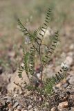 Vicia ervilia