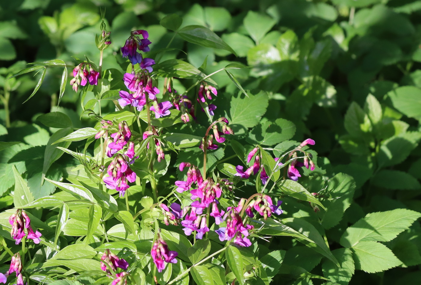 Изображение особи Lathyrus vernus.