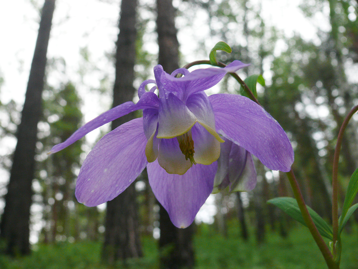 Изображение особи Aquilegia sibirica.