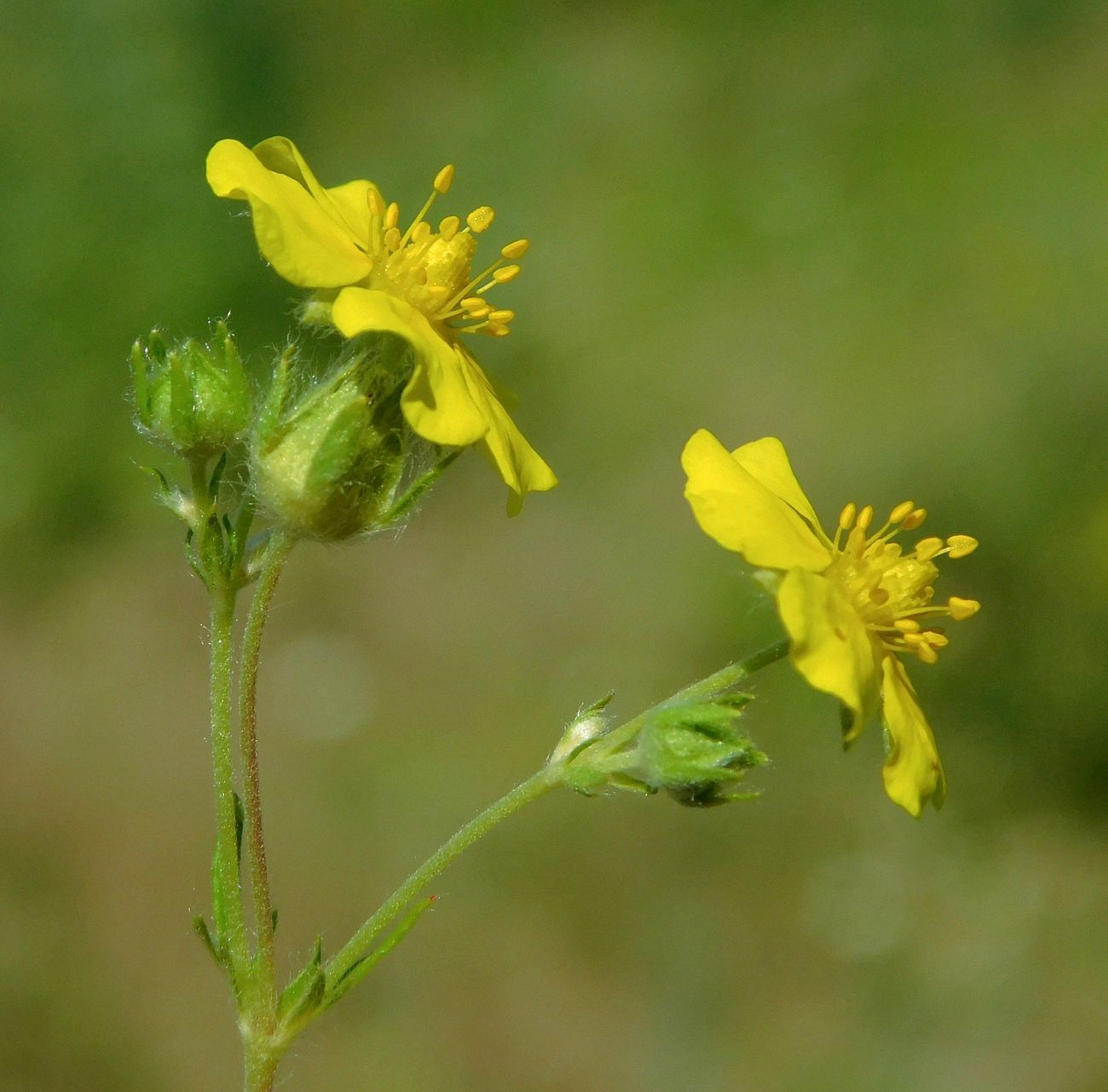 Image of Potentilla canescens specimen.