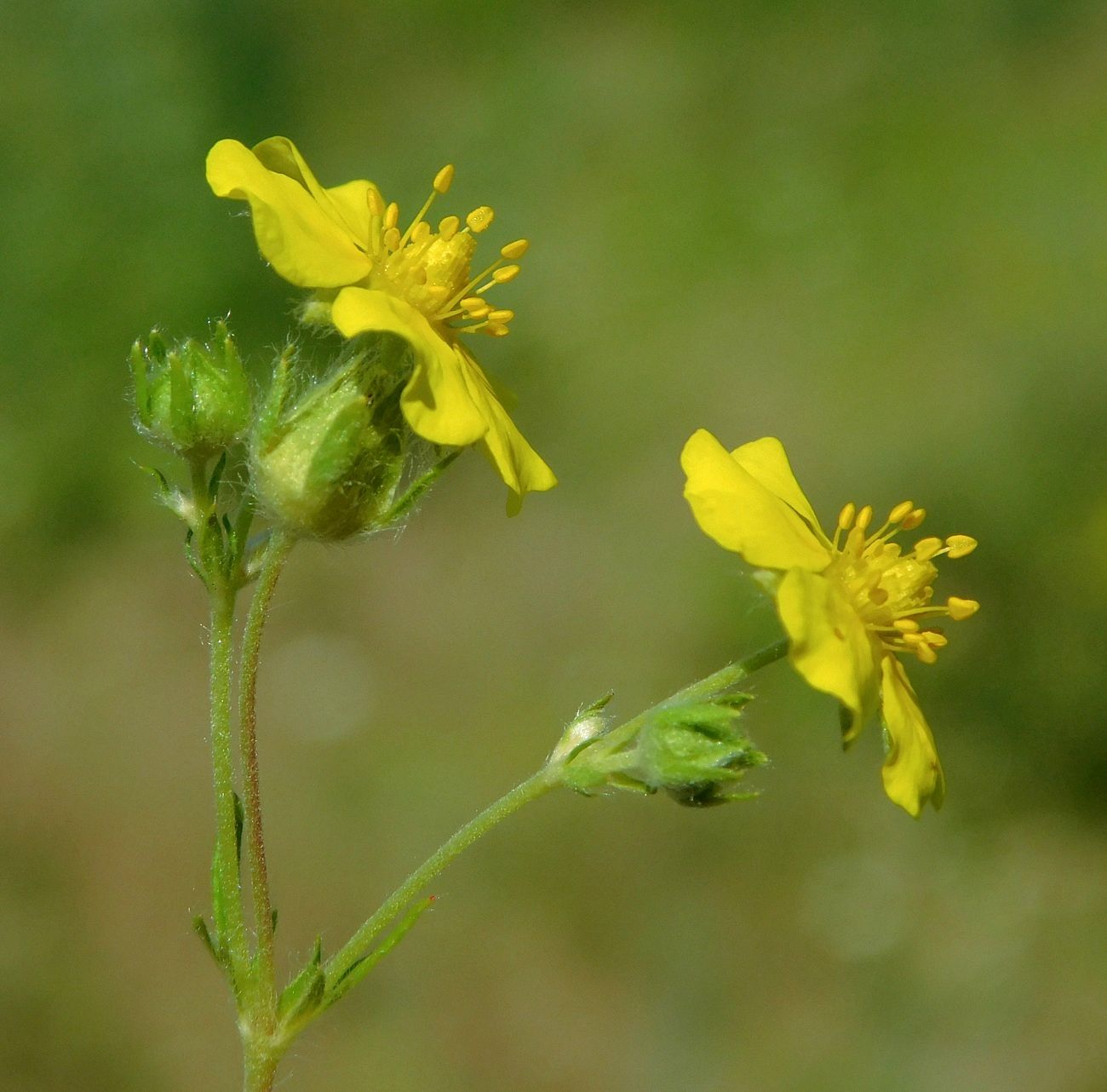 Изображение особи Potentilla canescens.