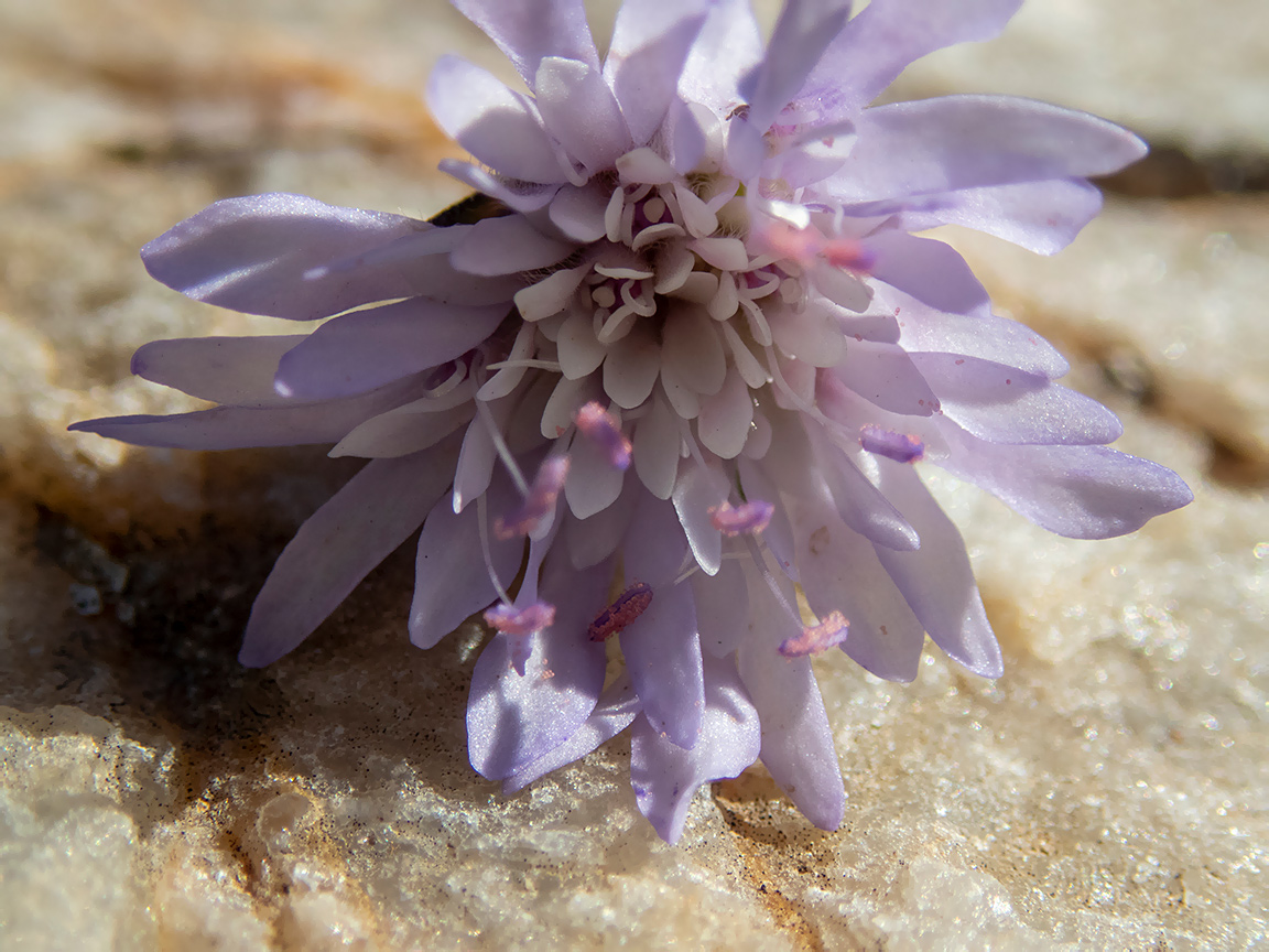 Image of Knautia integrifolia specimen.