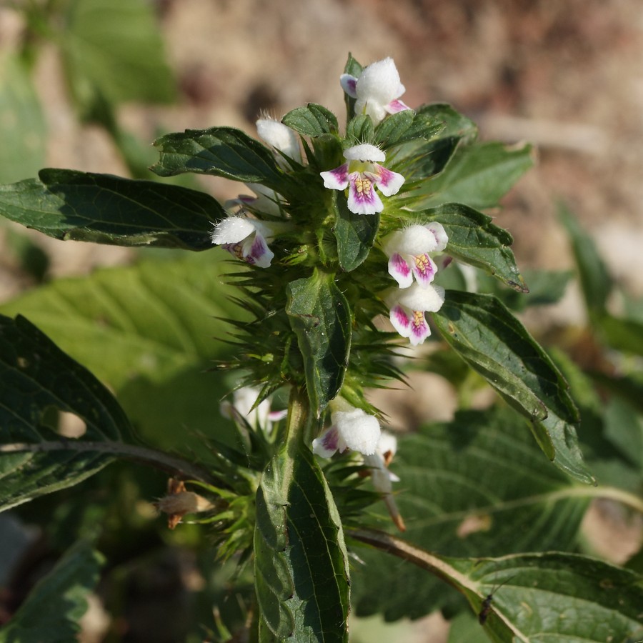 Изображение особи Galeopsis tetrahit.