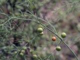 Asparagus officinalis