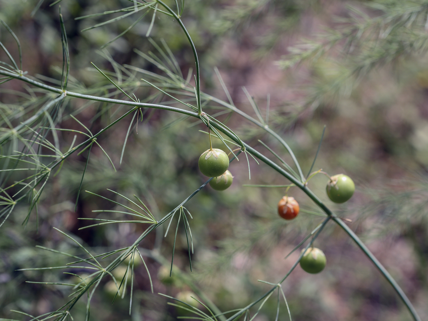 Image of Asparagus officinalis specimen.