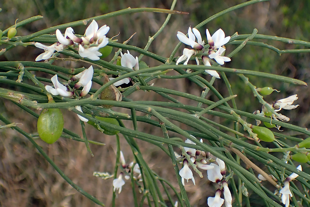 Изображение особи Retama monosperma.