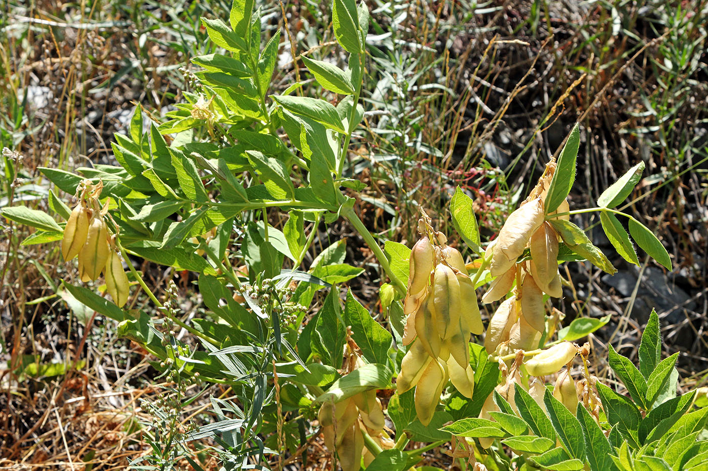 Изображение особи Astragalus dictamnoides.