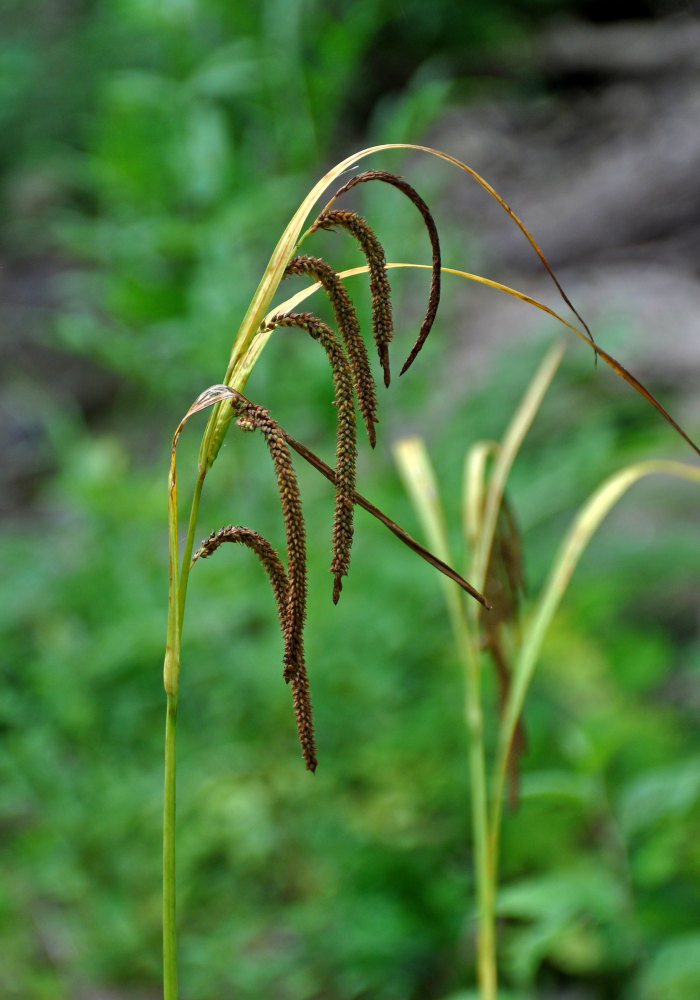 Изображение особи Carex jaluensis.