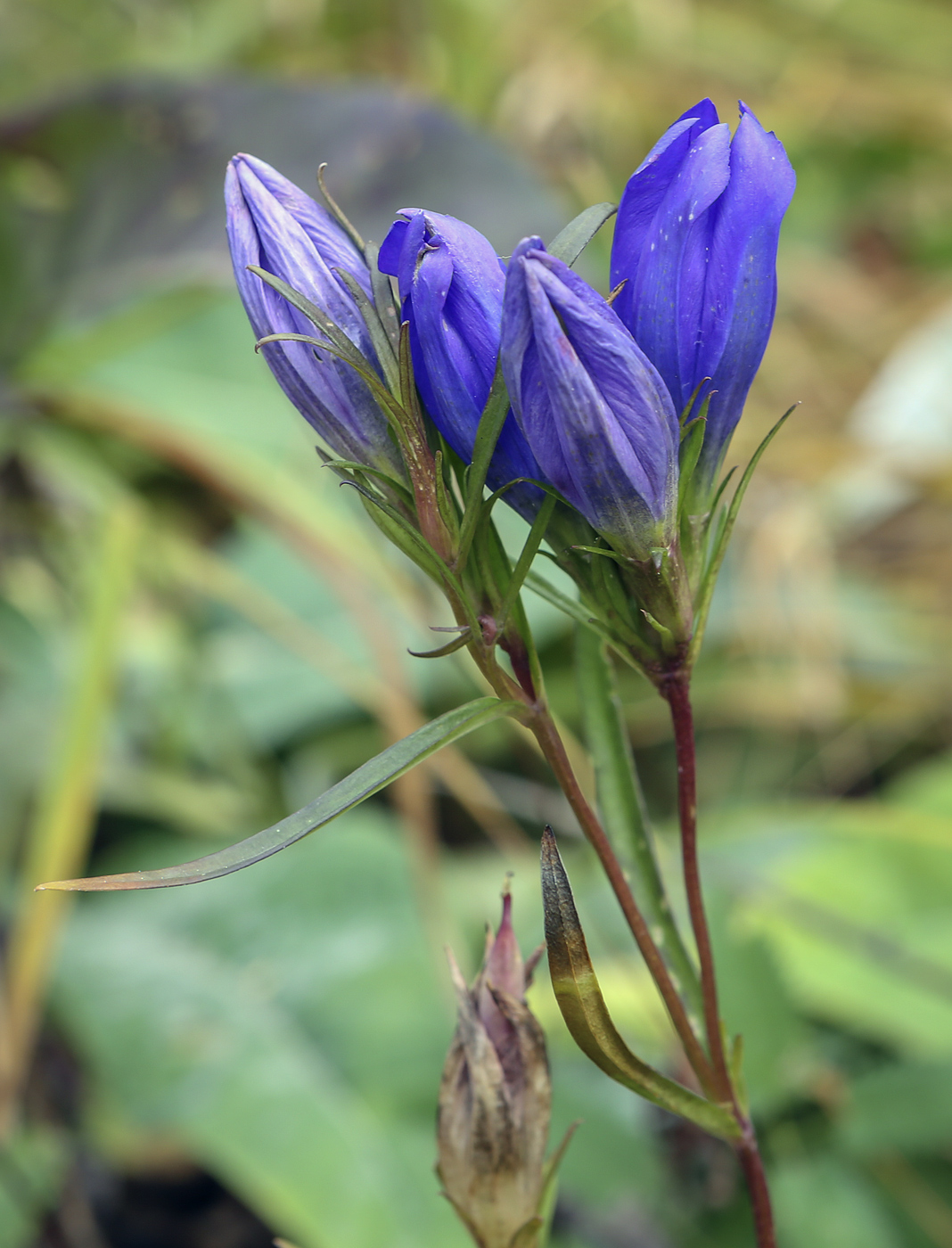 Image of Gentiana pneumonanthe specimen.