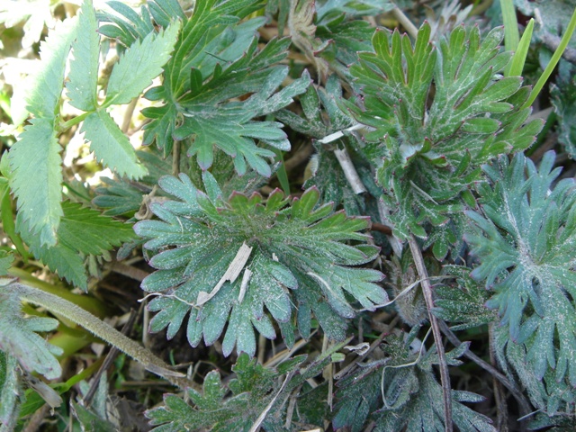 Image of Anemonastrum villosissimum specimen.