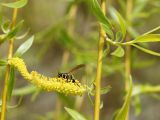 Salix babylonica