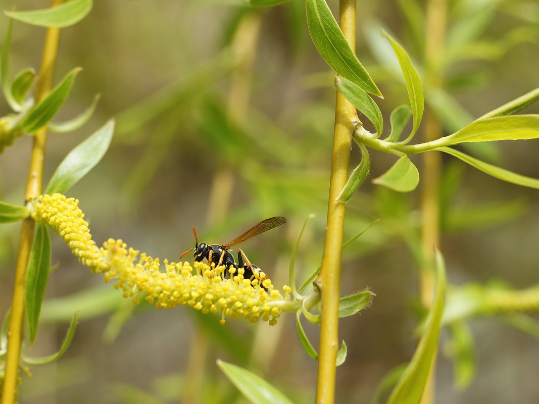 Image of Salix babylonica specimen.