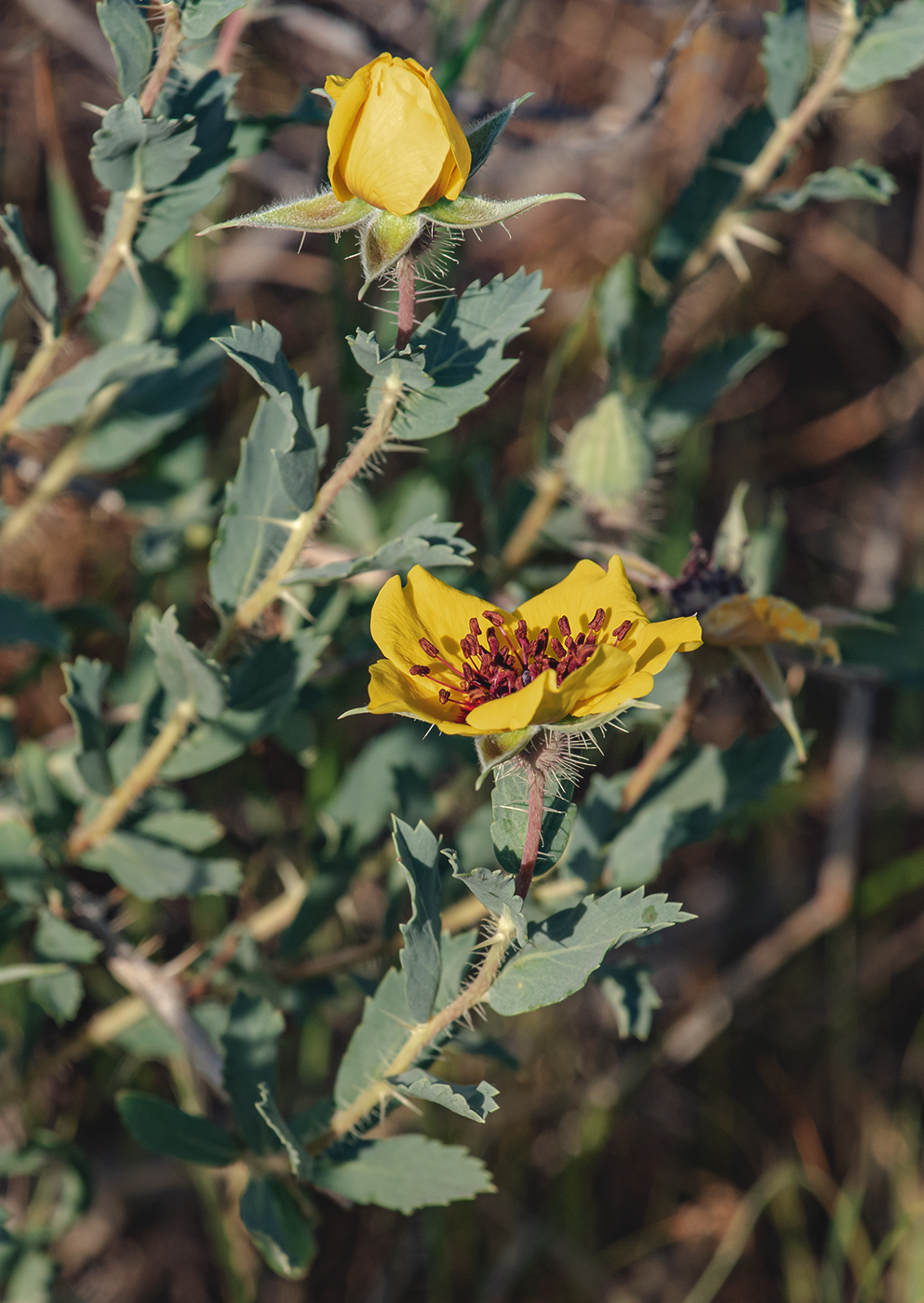 Image of Rosa persica specimen.