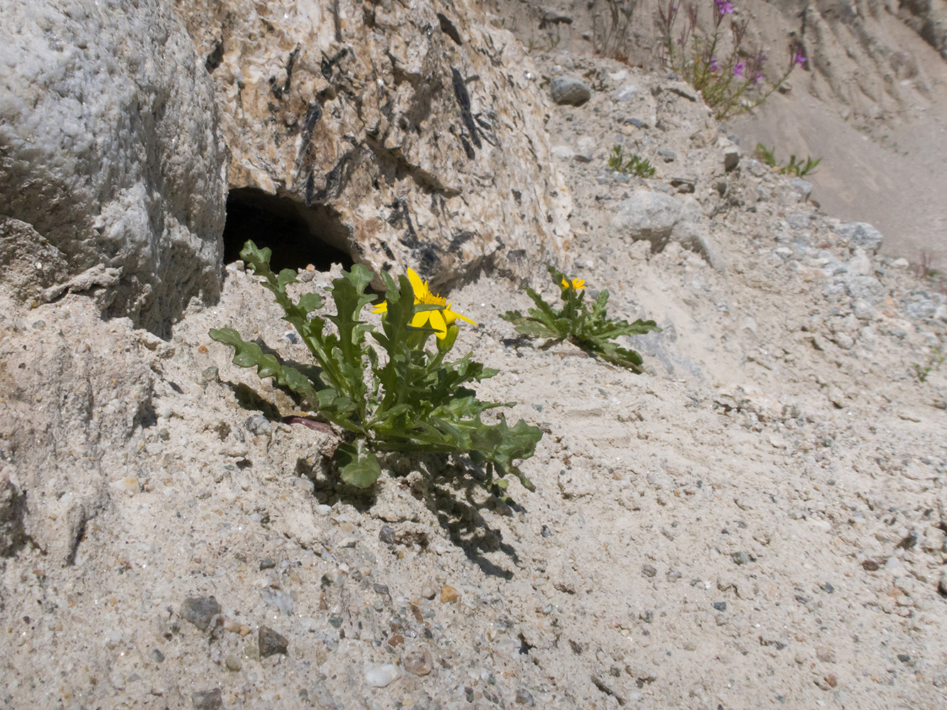 Image of Senecio sosnovskyi specimen.