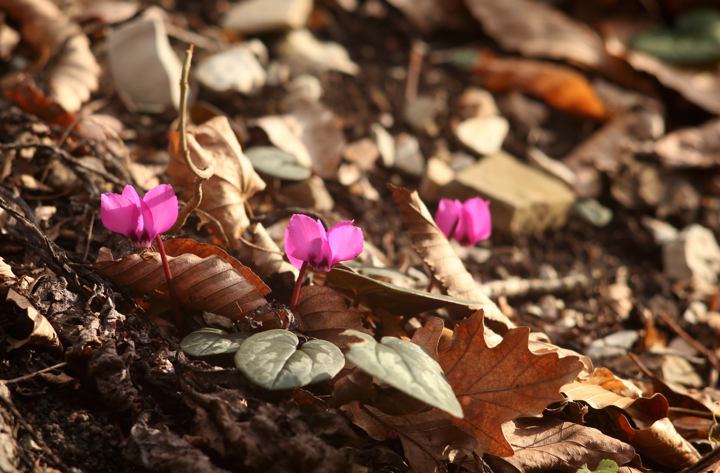 Изображение особи Cyclamen coum.