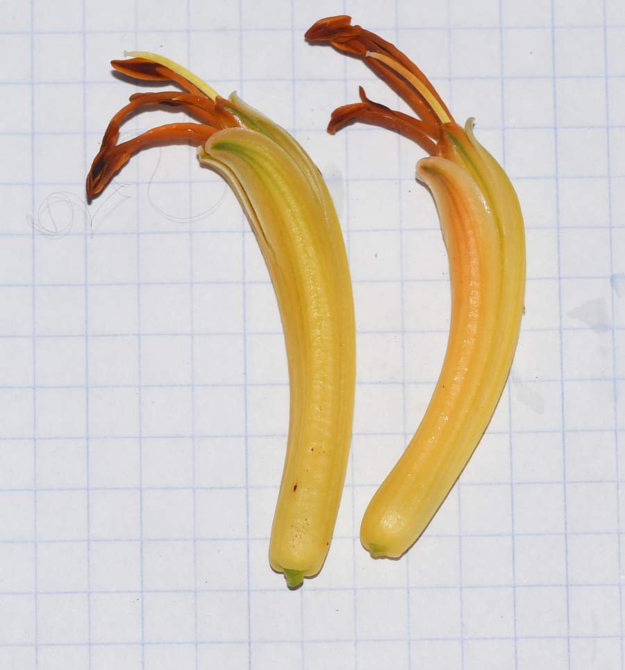 Image of Aloe africana specimen.