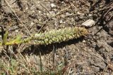 Lagotis integrifolia