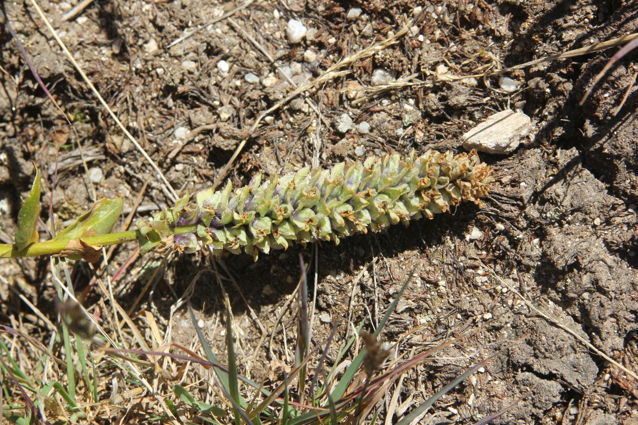Image of Lagotis integrifolia specimen.