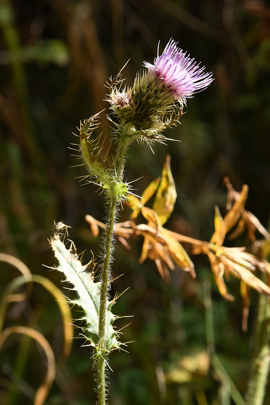 Изображение особи Cirsium polyacanthum.