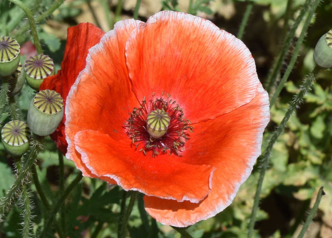 Image of Papaver rhoeas specimen.