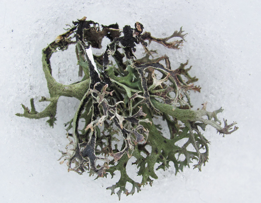Image of Pseudevernia furfuracea specimen.